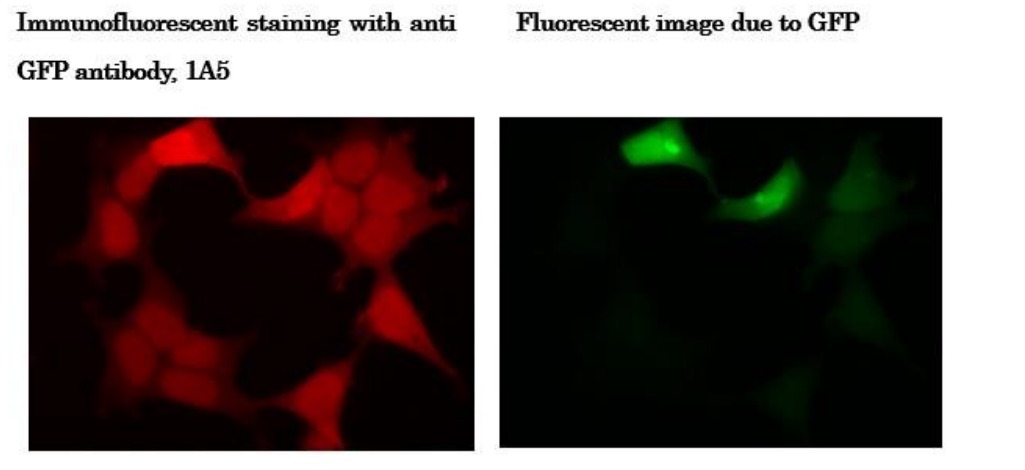 면역형광(데이터시트에 COS1·HEK293T 혼기). 왼쪽=anti-GFP 1A5 항체 염색(빨강), 오른쪽=GFP 자체 형광(초록). 같은 세포이며 항체 염색이 더 강하다.